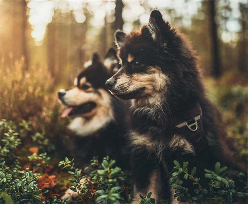 Serotonin Syndrome in Dogs: Symptoms, Treatment & Prevention