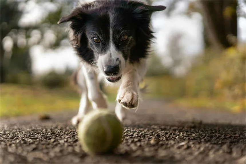 Senior Dog Hearing Loss: 7 Ways to Help Your Deaf Pup Thrive