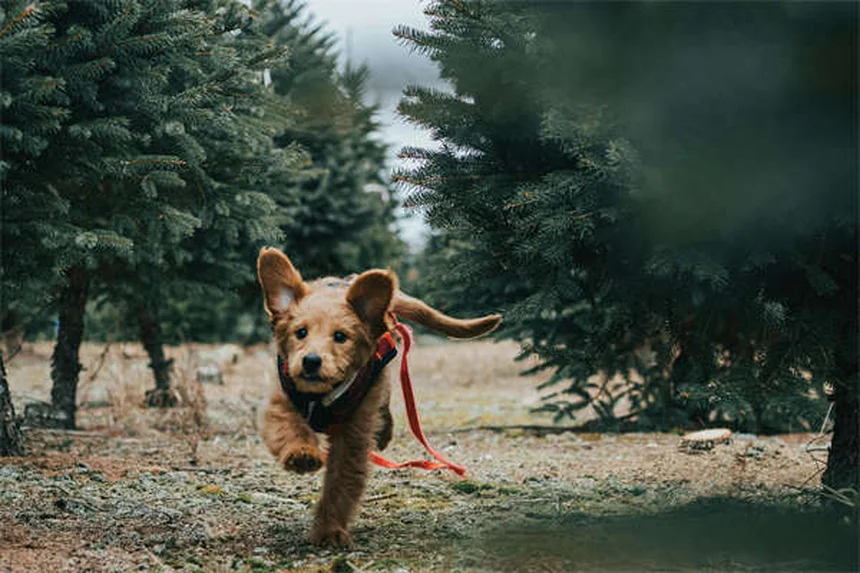 Senior Dog Hearing Loss: 7 Ways to Help Your Deaf Pup Thrive