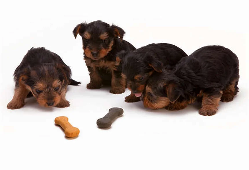 Senior Dog Hearing Loss: 7 Ways to Help Your Deaf Pup Thrive