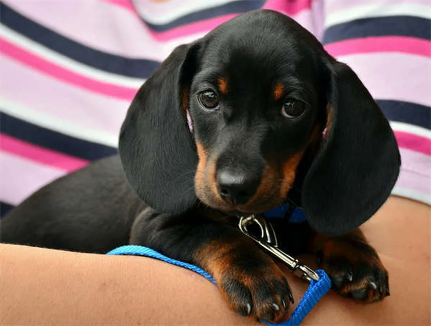 Dog Obesity: 7 Warning Signs Your Pup is Overweight