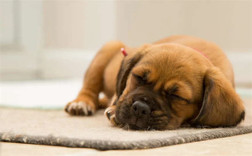 Dog Obesity: 7 Warning Signs Your Pup is Overweight