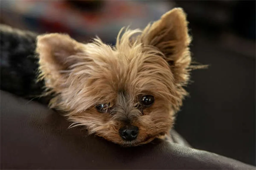 How to Fix Leash Reactivity in Dogs: 5 Proven Training Methods