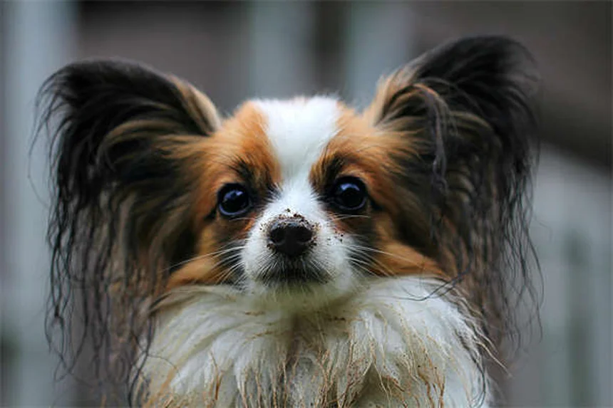 Galliprant for Dogs: Safe Pain Relief for Canine Arthritis