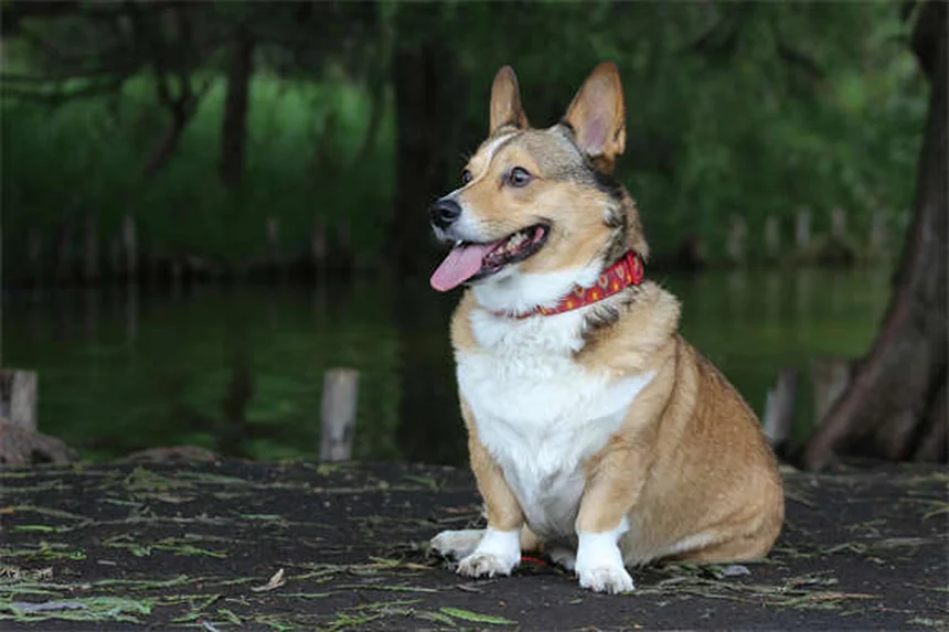 Galliprant for Dogs: Safe Pain Relief for Canine Arthritis