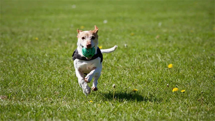 Galliprant for Dogs: Safe Pain Relief for Canine Arthritis