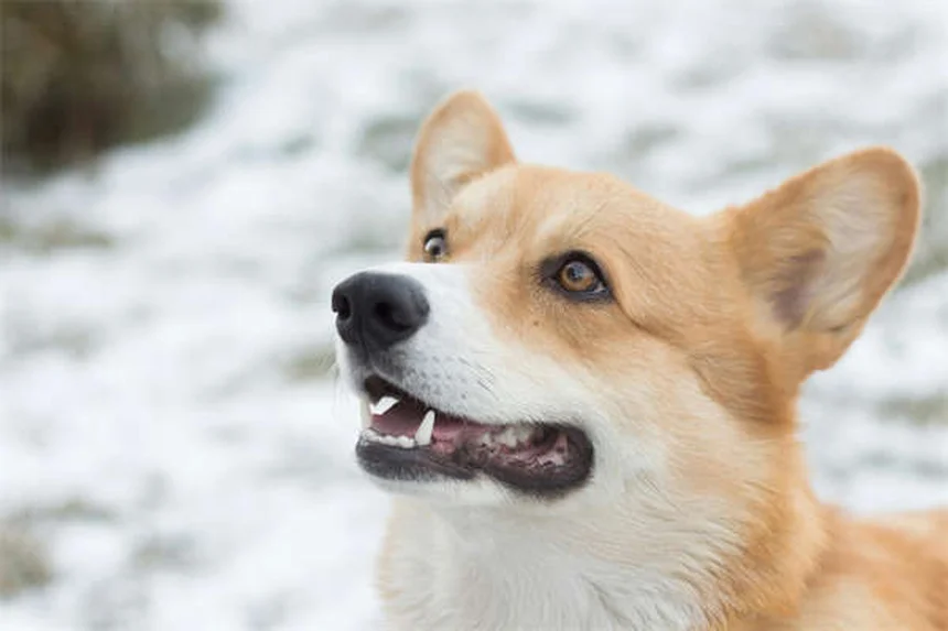 Heartworm Treatment for Dogs: A Complete Guide to Saving Your Pup