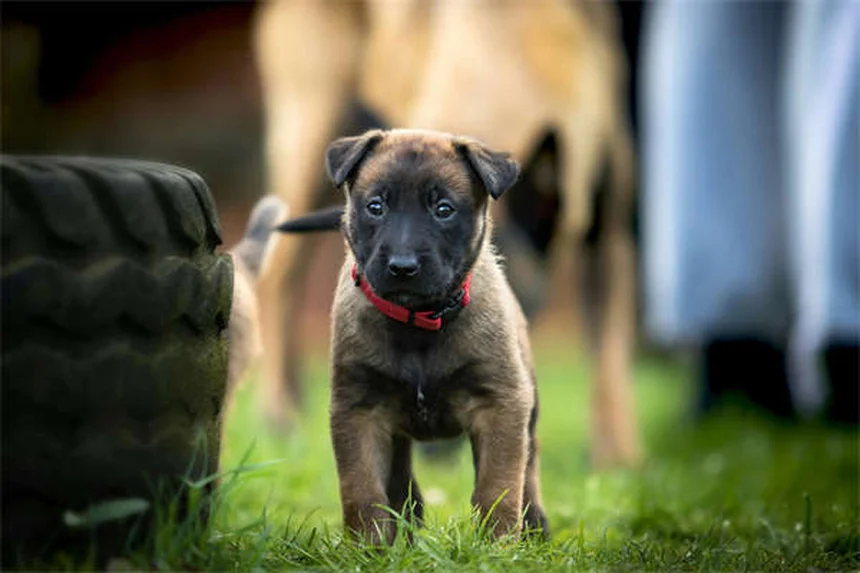 Puppy Grooming 101: Essential Tips for Your New Best Friend