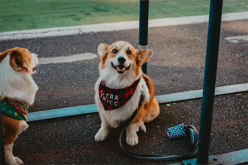 Mucus in Dog Poop: What It Means & When to Worry