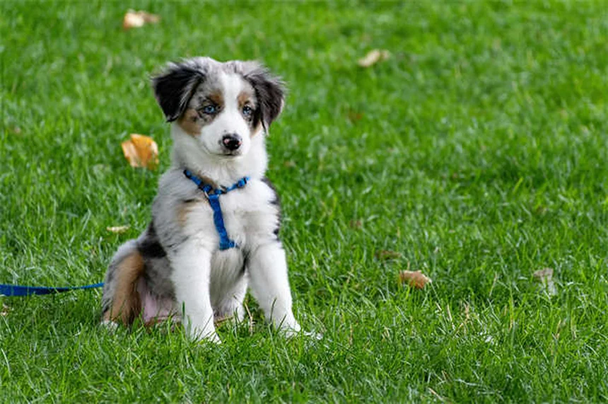 Mucus in Dog Poop: What It Means & When to Worry