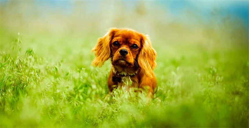 Puppy Teething Timeline: When Do Puppies Stop Teething?