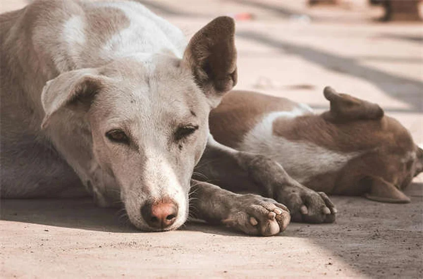 Puppy Teething Timeline: When Do Puppies Stop Teething?