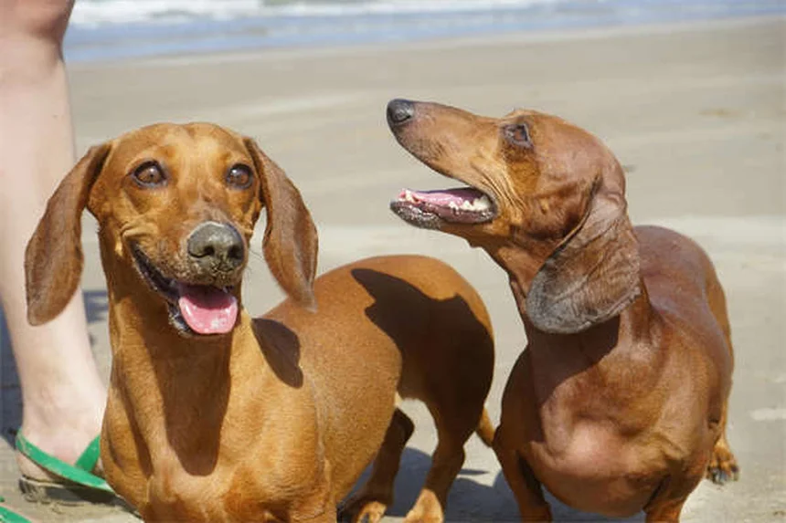 5 Essential Dog Stretches for Senior Pets to Improve Mobility