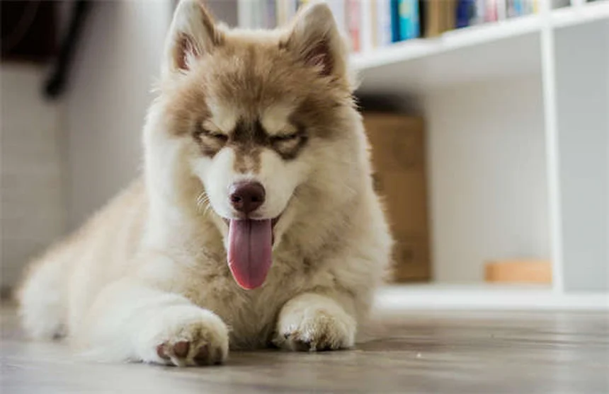 5 Essential Dog Stretches for Senior Pets to Improve Mobility