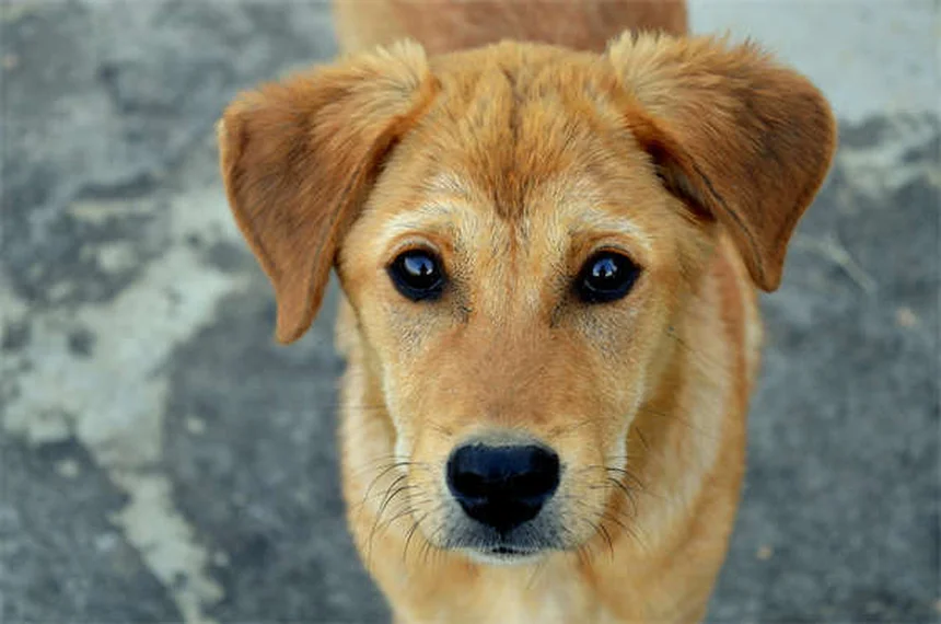 Serotonin Syndrome in Dogs: Symptoms, Treatment & Prevention