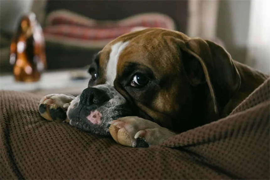 Serotonin Syndrome in Dogs: Symptoms, Treatment & Prevention