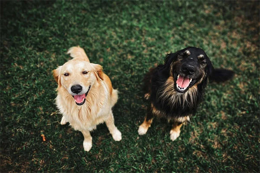 Serotonin Syndrome in Dogs: Symptoms, Treatment & Prevention