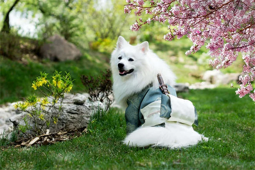 Dog Spay Surgery: What to Expect & Why It's Important