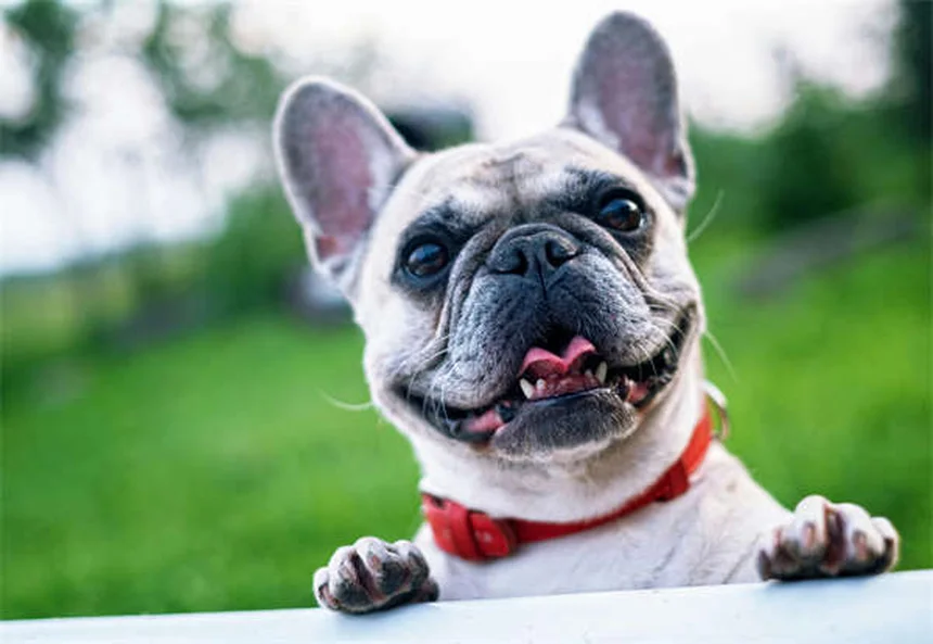 Dog Pooping Blood: 5 Urgent Signs You Can't Ignore