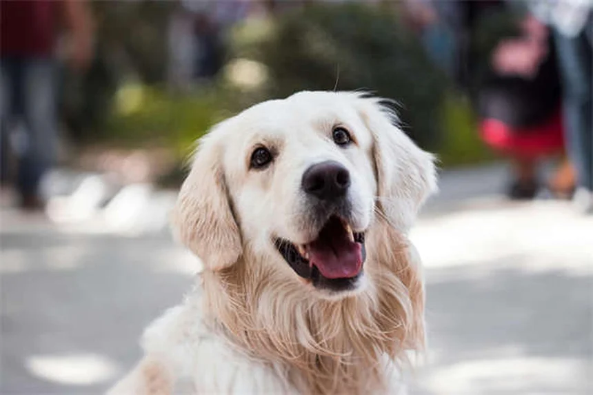Can Dogs Eat Honey? 5 Surprising Benefits & Safety Tips
