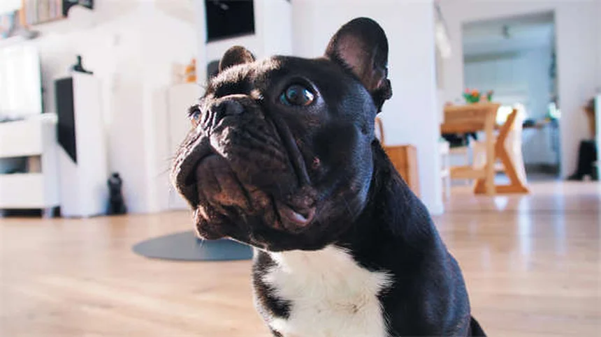 Can Dogs Eat Honey? 5 Surprising Benefits & Safety Tips