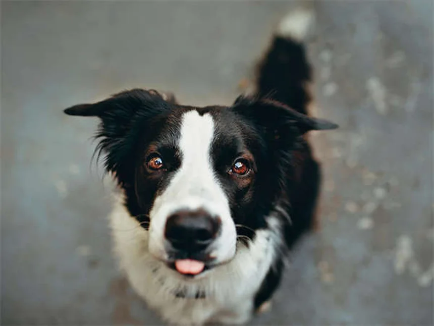 When to Put a Dog Down: 7 Signs It's Time to Say Goodbye