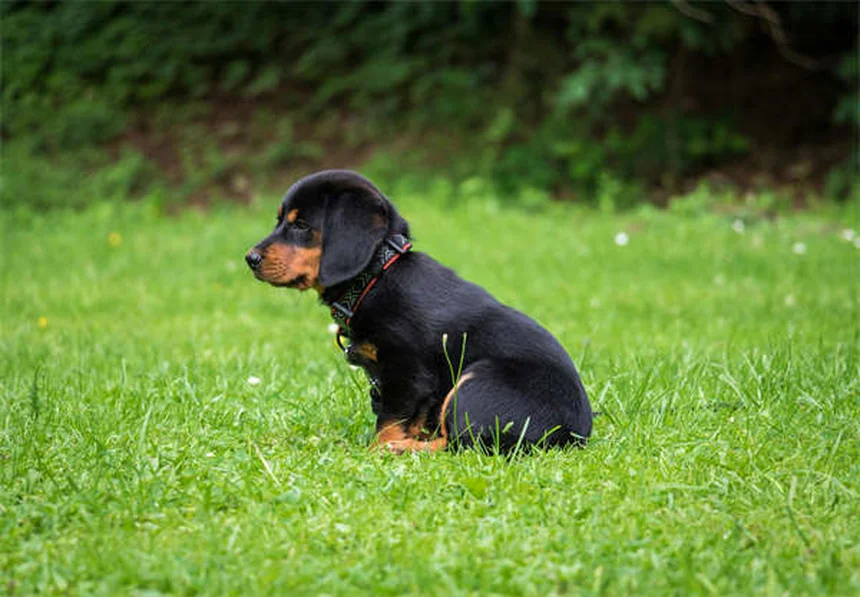When to Put a Dog Down: 7 Signs It's Time to Say Goodbye