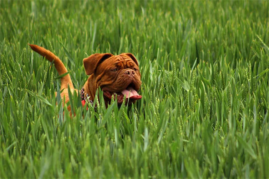 Best Puppy Food: 7 Nutrition Tips for Your Growing Dog