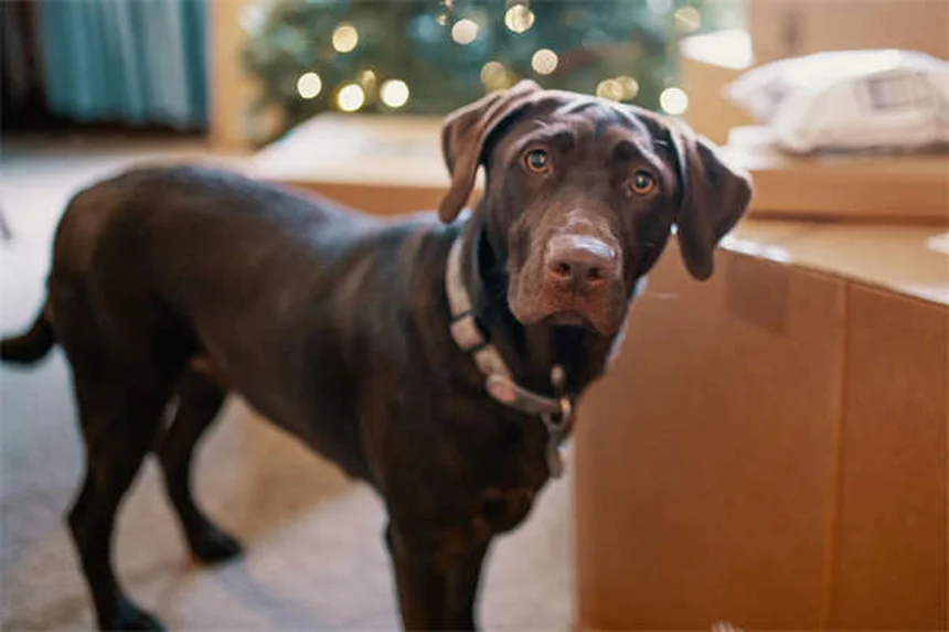 Best Puppy Food: 7 Nutrition Tips for Your Growing Dog