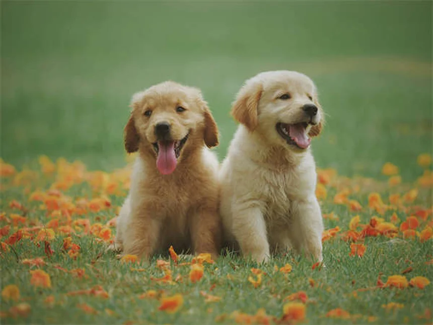 Fast-Acting Flea & Tick Meds: What Works in Hours (Not Days)