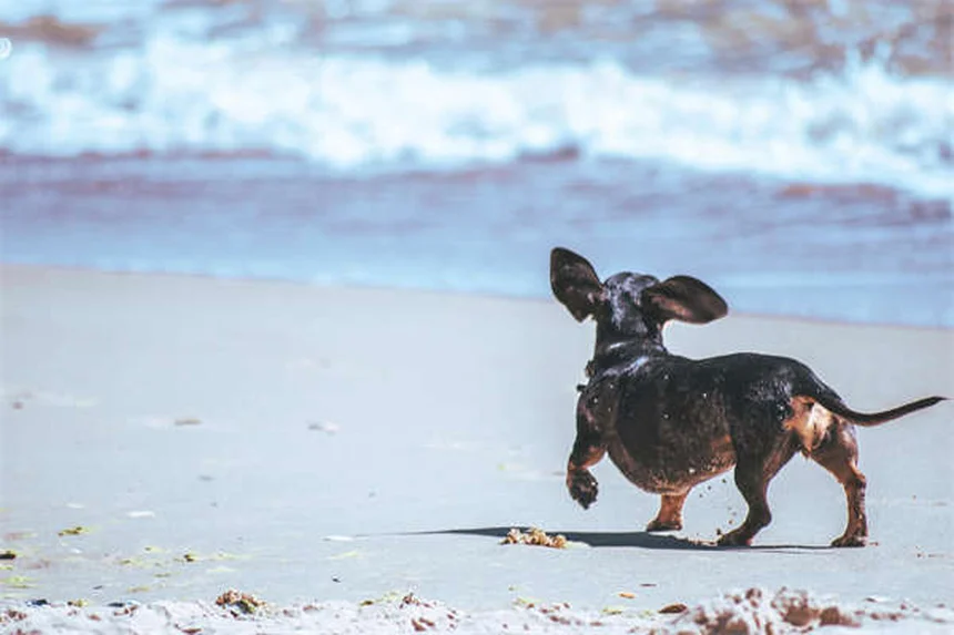 Why Is My Dog Shaking His Head? 7 Common Causes & When to Worry