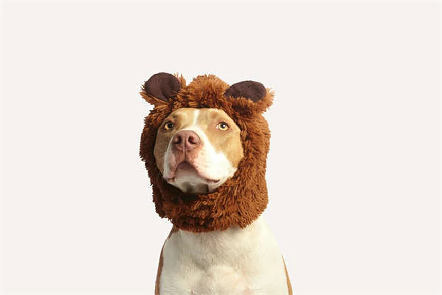 Why Is My Dog Shaking His Head? 7 Common Causes & When to Worry