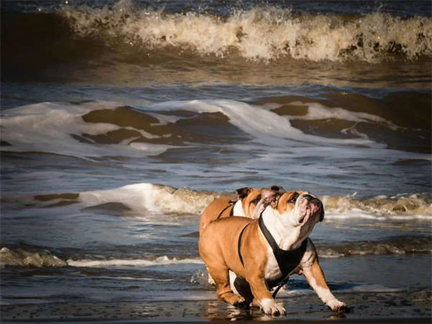 Dog Years to Human Years: How to Calculate Your Pup's True Age