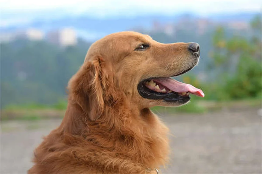 Dog Years to Human Years: How to Calculate Your Pup's True Age