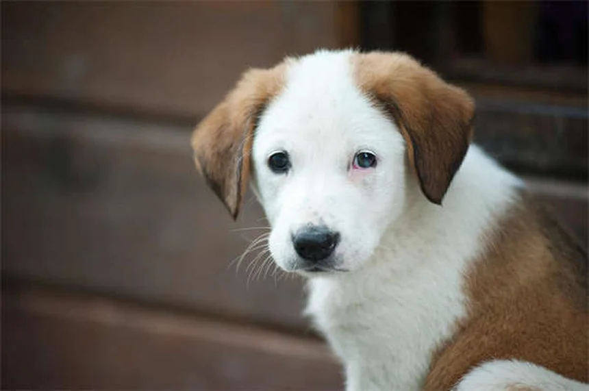 How Dogs and Cats Boost Your Heart Health (Science-Backed Benefits)