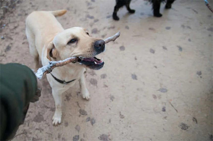 Why Is My Dog Drooling So Much? 5 Common Causes & When to Worry