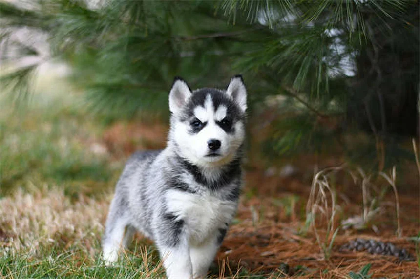 Why Is My Dog Drooling So Much? 5 Common Causes & When to Worry