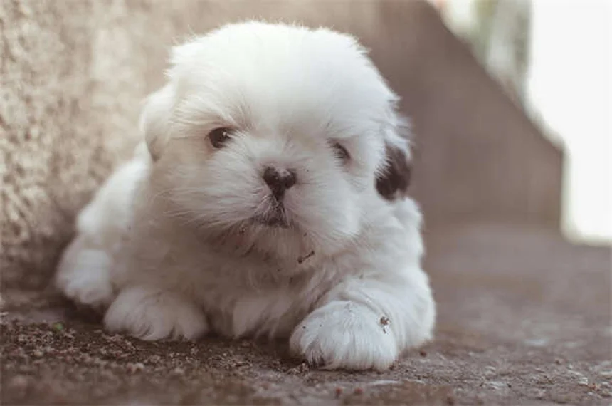 Why Is My Dog Drooling So Much? 5 Common Causes & When to Worry
