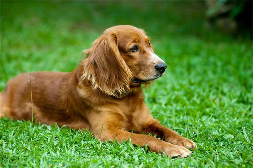 Puppy-Proofing Your Home: 10 Must-Know Safety Tips for New Dog Owners