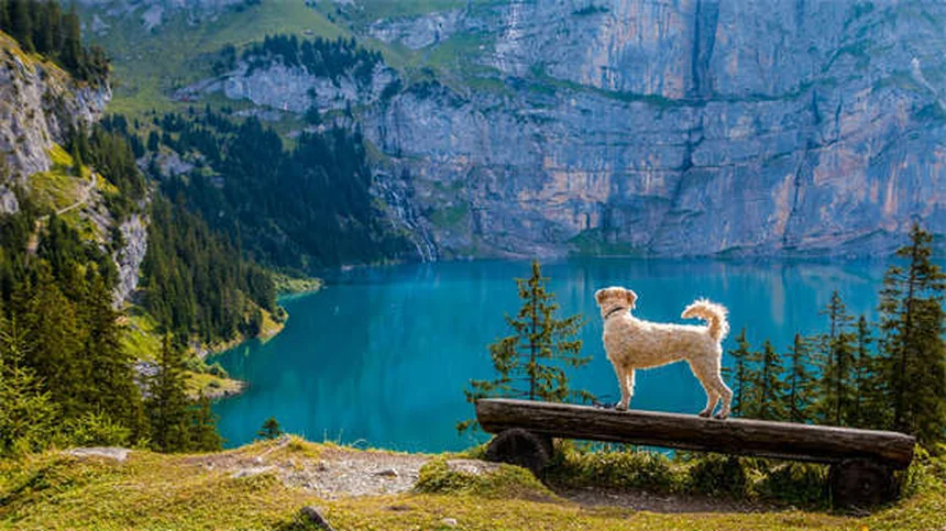 Dog Spay Surgery: What to Expect & Why It's Important