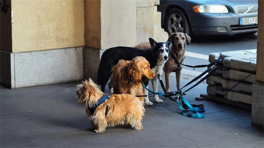 Dog Spay Surgery: What to Expect & Why It's Important