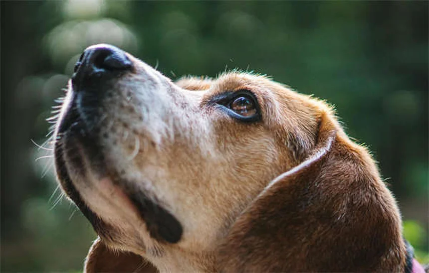 7 Proven Ways to Calm an Anxious Dog Naturally