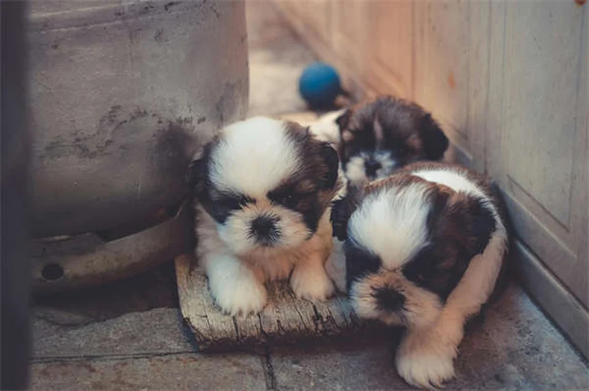 Why Do Dogs Sigh? 5 Surprising Reasons Behind That Dramatic Exhale