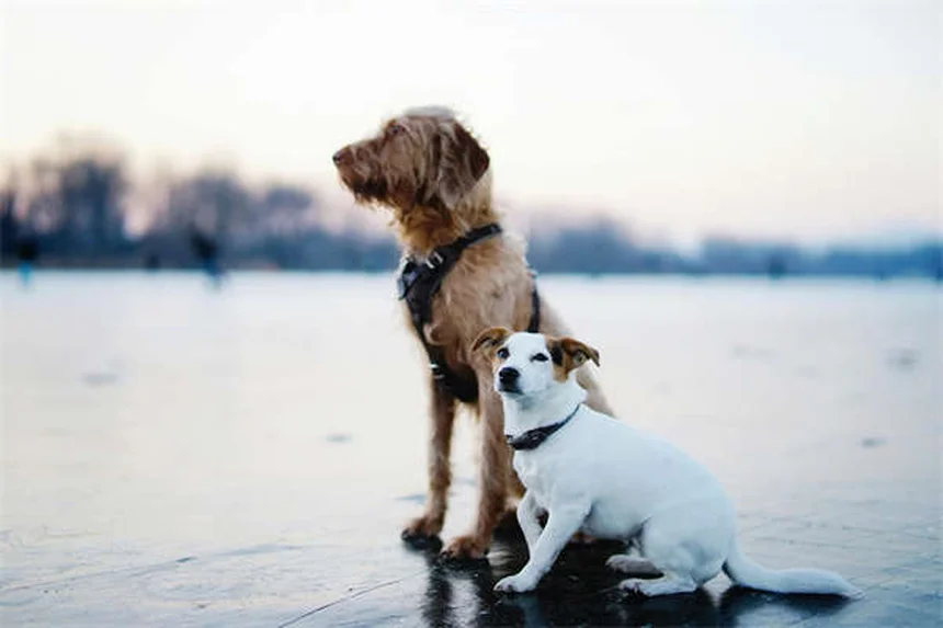Why Do Dogs Sigh? 5 Surprising Reasons Behind That Dramatic Exhale