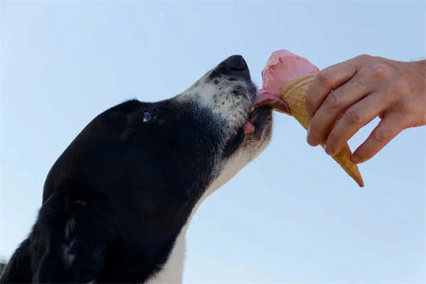 Why Do Dogs Sigh? 5 Surprising Reasons Behind That Dramatic Exhale