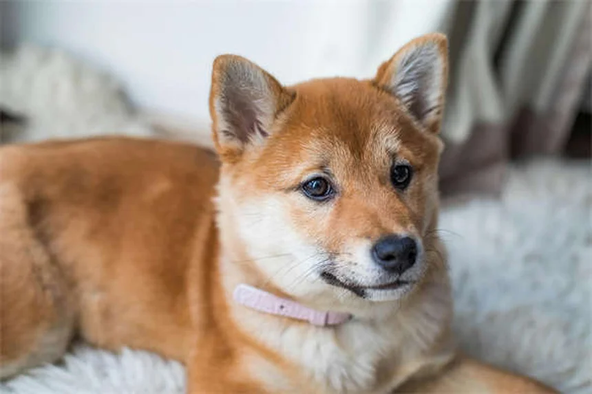 Dog Dewclaws Explained: Purpose, Care & Common Questions