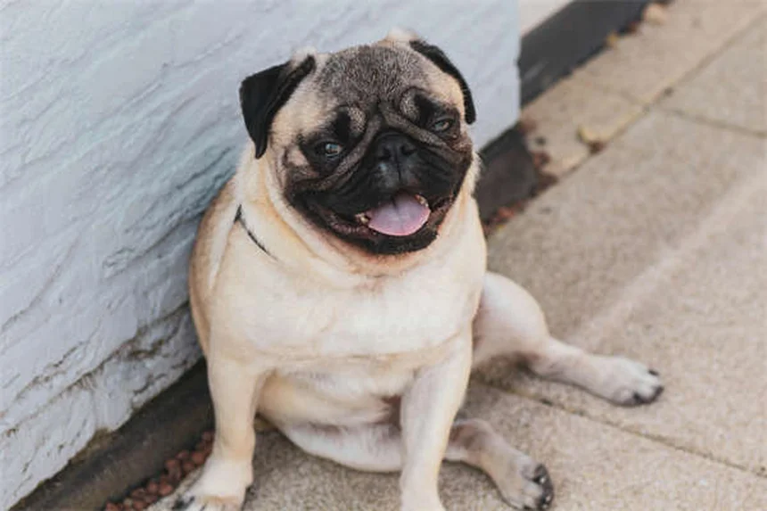 Dog Dewclaws Explained: Purpose, Care & Common Questions