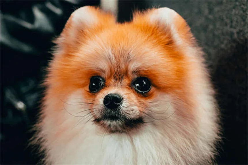Dog Dewclaws Explained: Purpose, Care & Common Questions