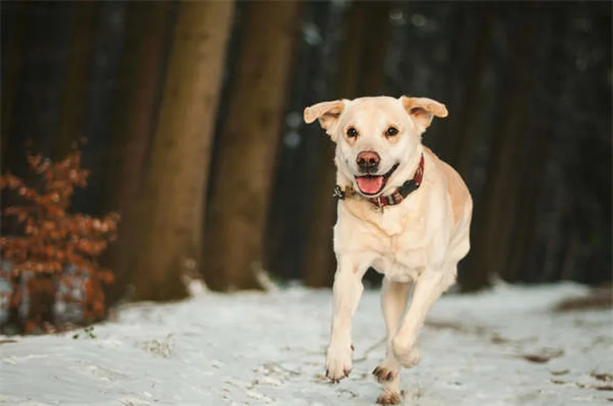 Top 15 Smartest Dog Breeds That Will Outsmart You
