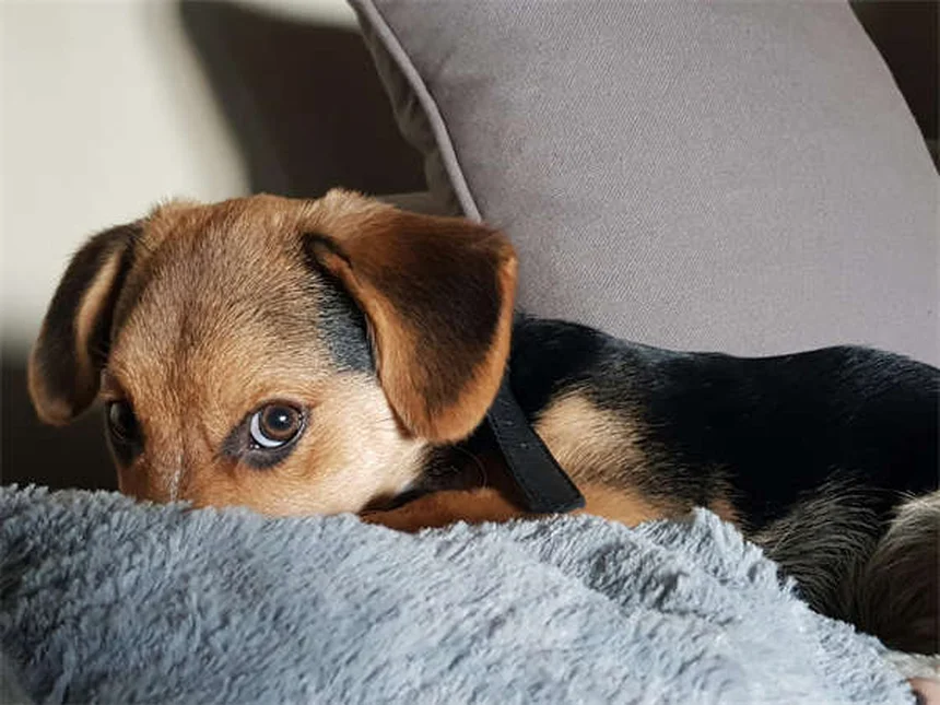 Top 15 Smartest Dog Breeds That Will Outsmart You